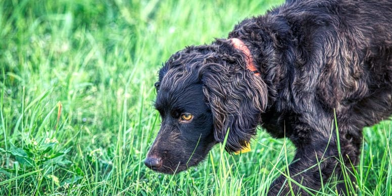 Boykin Spaniel Rasseportrait